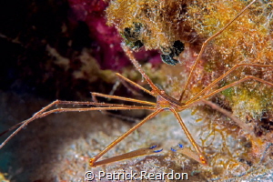 Arrow crab. by Patrick Reardon 